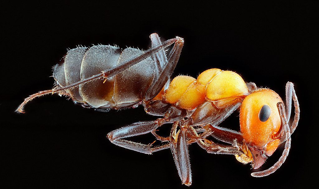 Ant Control service in Alafaya, FL