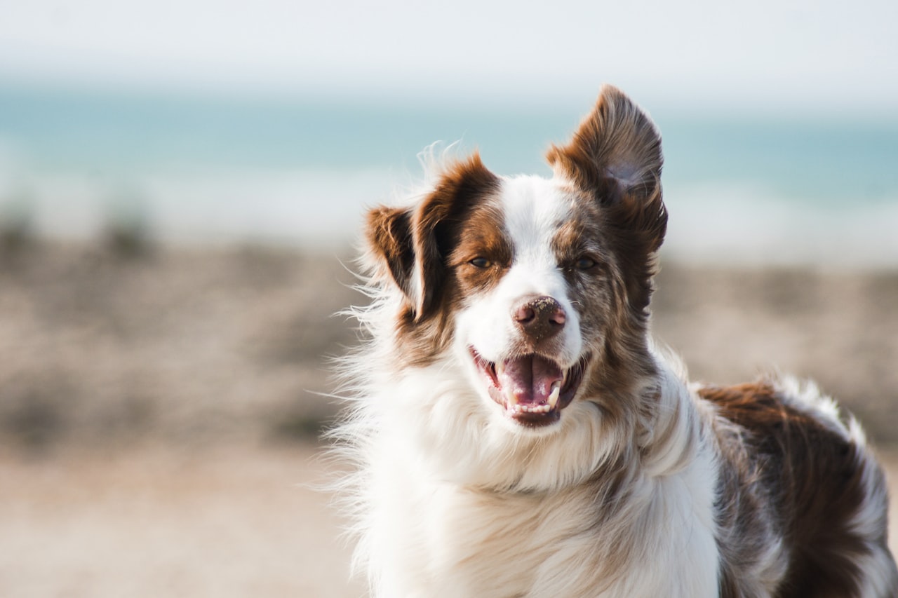 Flea & Tick Control service in Alafaya, FL