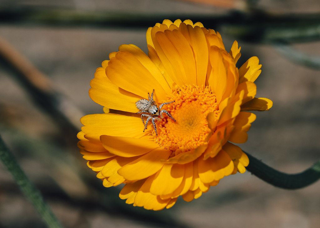 Spider Control service in Alafaya, FL